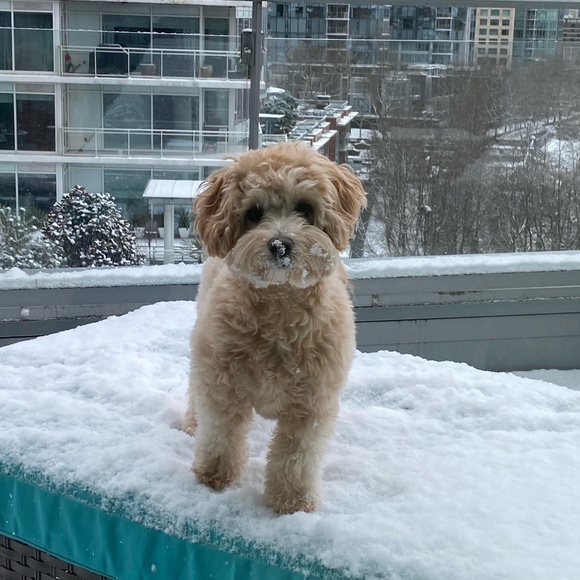 Meet your Posher, Elizabeth - Picture 1 of 1